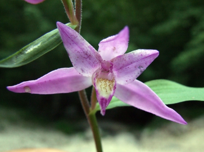 Cephalanthera rubra